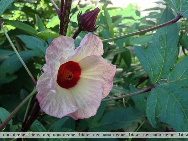 Design Plant: Roselle