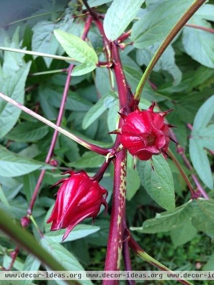 Design Plant: Roselle