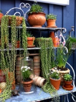 Cascading Succulents Bring Fun Shapes to Your Indoor Garden