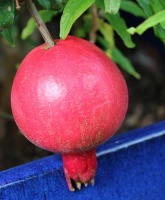 5 Fall Fruits You Can Grow in Containers