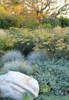 Texture Talk: 4 Foliage Types for Distinctive Gardens