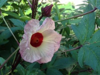 Great Design Plant: Roselle Tantalizes With Beauty and Flavor