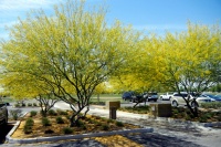 Great Design Plant: Desert Museum Palo Verde Offers a Colorful Canopy