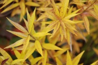 Great Design Plant: Eastern Bluestar Wows in Fall