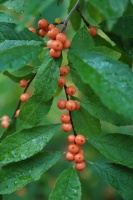 Great Design Plant: Winterberry Rouses Frosty Gardens