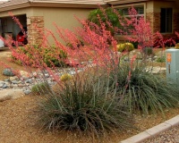 Great Design Plant: Red Yucca Spikes Dry Spots With Color