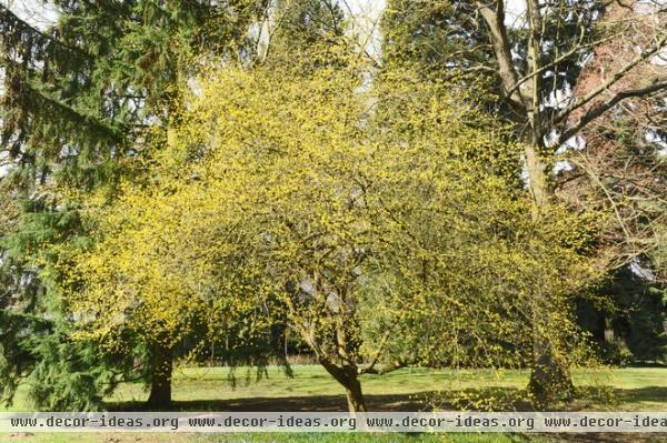 traditional landscape Cornelian cherry dogwood (Cornus mas)