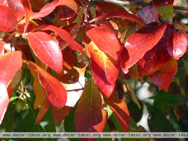 traditional landscape Tupelo (Nyssa sylvatica)