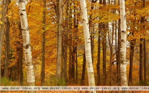 landscape The four birches