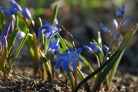 6 Splendid Blue-Flowering Bulbs