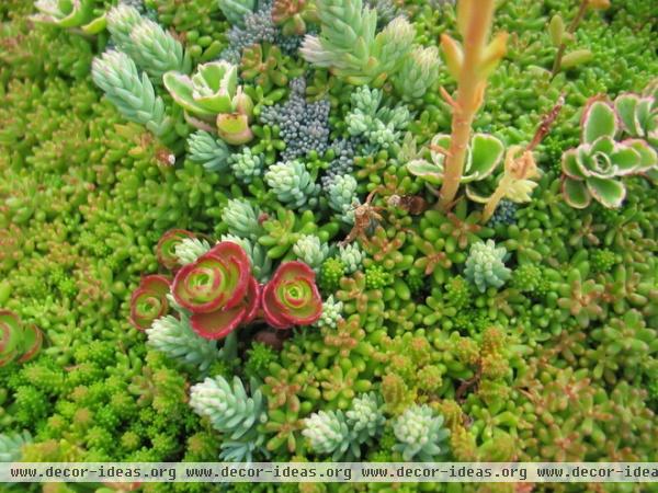 eclectic landscape by Green Roofs of Colorado