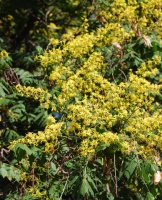 Great Design Plant: Goldenrain Tree, an Ornamental Performer