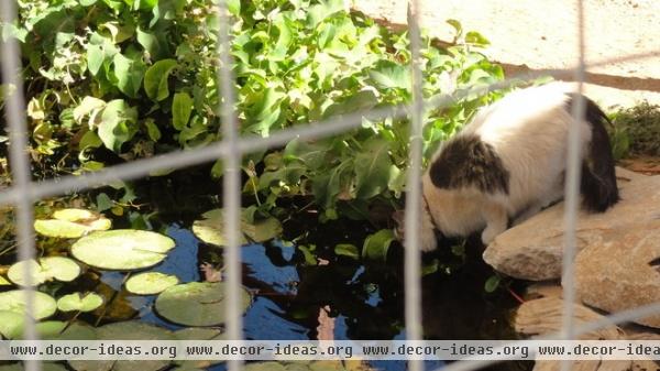 eclectic landscape Kitty Enclosure