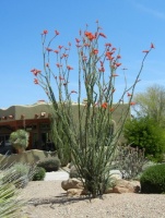 Great Design Plant: Ocotillo for High-Reaching Flair