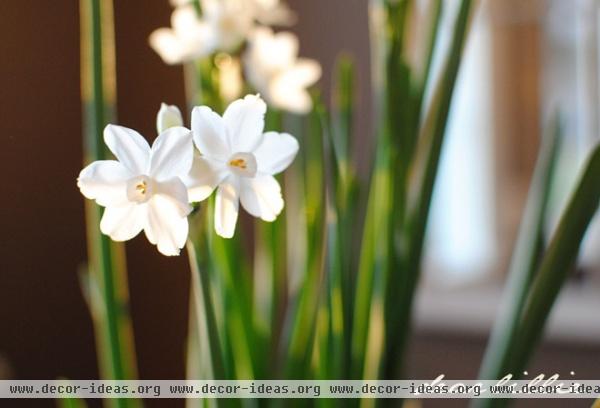 Paperwhites