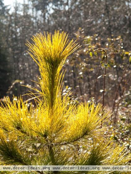 traditional landscape by Le jardinet