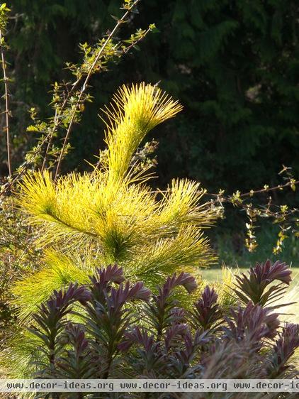 traditional landscape by Le jardinet