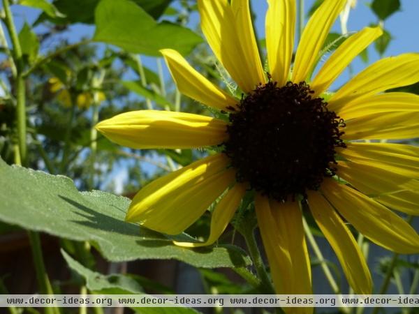 eclectic landscape by Nature's Realm