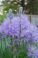 Great Design Plant: Wild Hyacinth for a Bolt of Blue