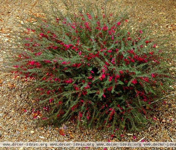 Great Design Plant: Valentine Bush for Heartfelt Winter Color