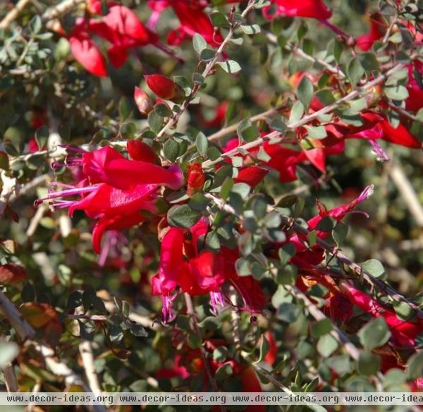 Great Design Plant: Valentine Bush for Heartfelt Winter Color