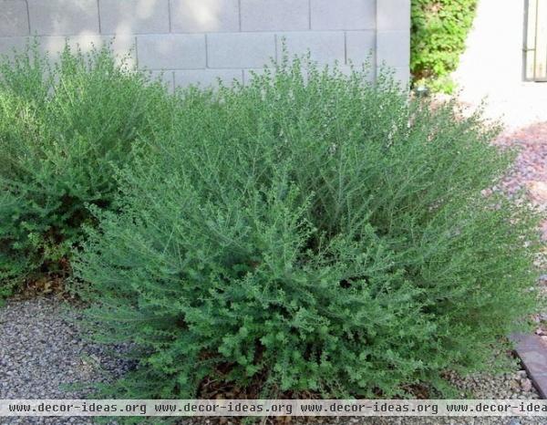 Great Design Plant: Valentine Bush for Heartfelt Winter Color