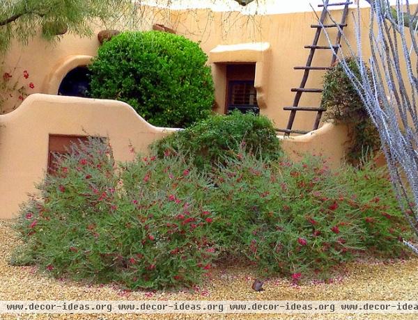 Great Design Plant: Valentine Bush for Heartfelt Winter Color