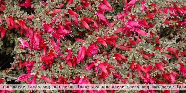 Great Design Plant: Valentine Bush for Heartfelt Winter Color