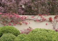 The Art of the Espalier