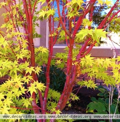 Great Design Plant: Coral Bark Japanese Maple, a Winter Standout