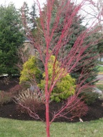 Great Design Plant: Coral Bark Japanese Maple, a Winter Standout