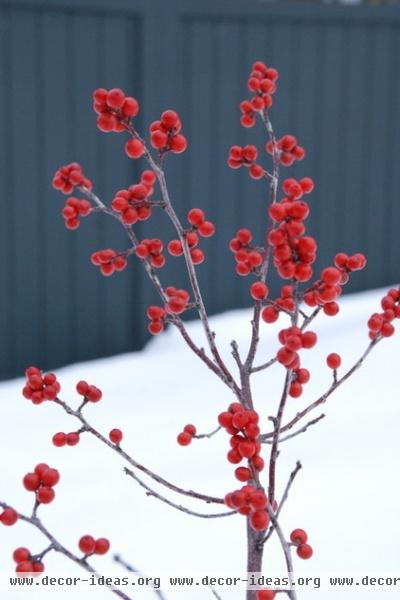 Feed the Birds: 6 Plants for Abundant Winter Berries