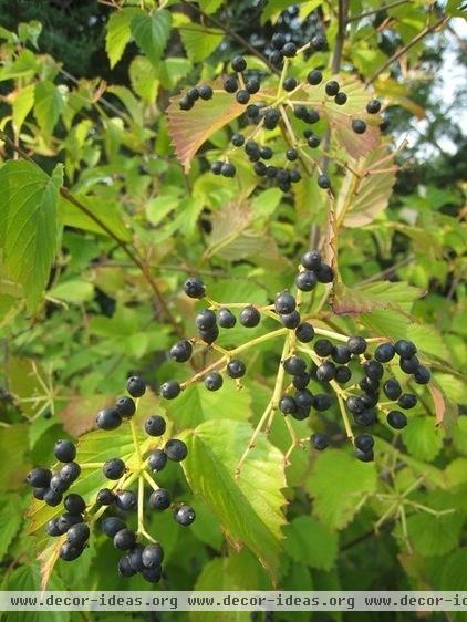 Feed the Birds: 6 Plants for Abundant Winter Berries