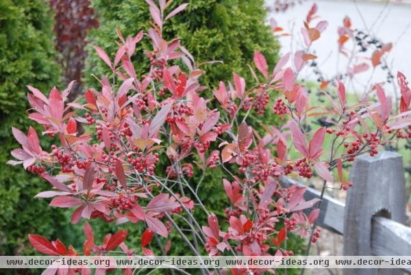 Feed the Birds: 6 Plants for Abundant Winter Berries