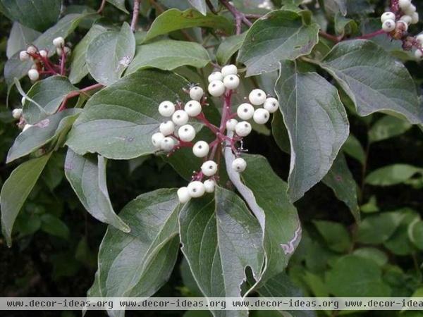 Feed the Birds: 6 Plants for Abundant Winter Berries