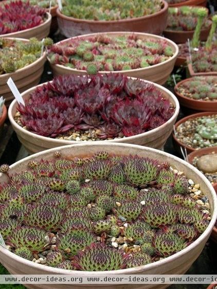 Alpine Plants: High Performers at Low Altitudes Too