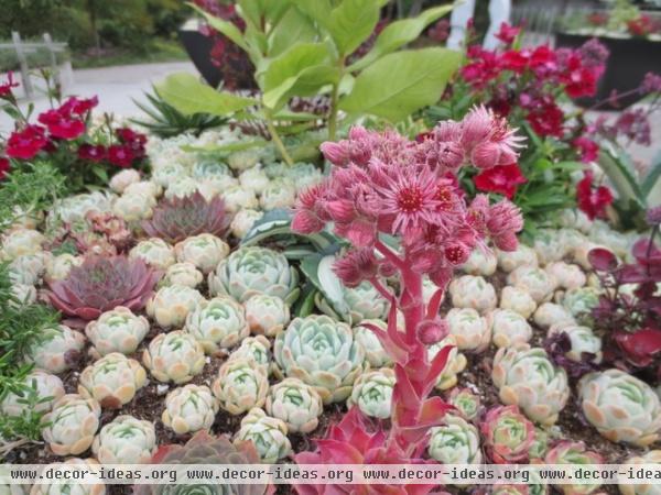 Alpine Plants: High Performers at Low Altitudes Too