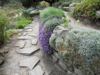 Alpine Plants: High Performers at Low Altitudes Too