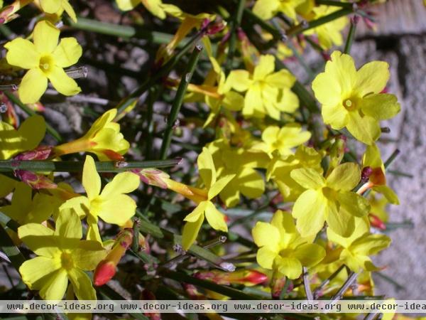 Great Design Plant: Winter Jasmine Gladdens Snowy Gardens