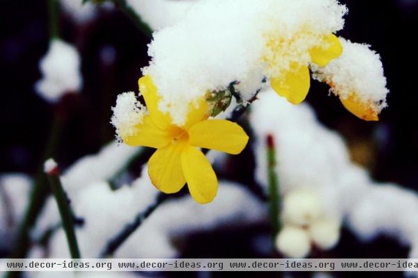 Great Design Plant: Winter Jasmine Gladdens Snowy Gardens