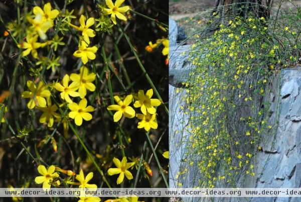 landscape Winter jasmine (Jasminum nudiflorum)