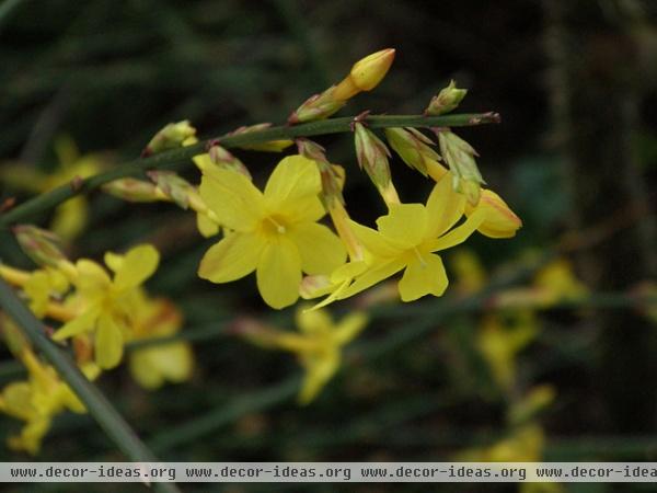 Great Design Plant: Winter Jasmine Gladdens Snowy Gardens