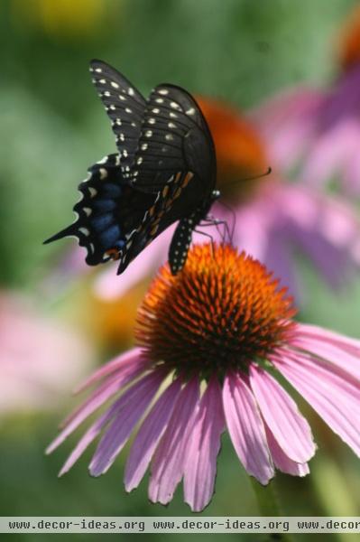 by Benjamin Vogt / Monarch Gardens