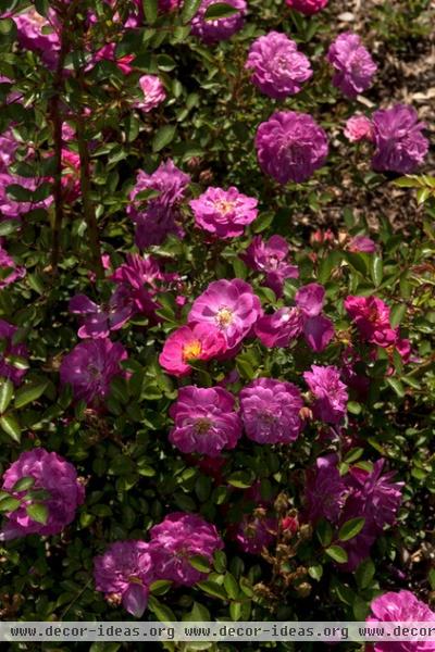 traditional landscape by The New York Botanical Garden