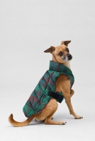 Guest Picks: Wintertime Comforts for Your Pooch