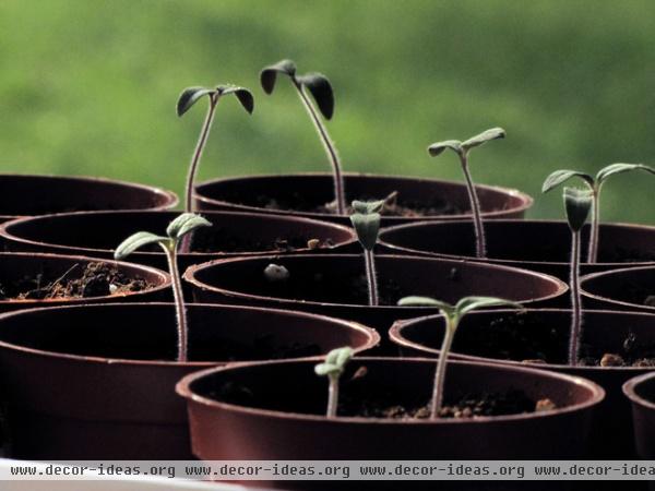 landscape Tomato seedlings