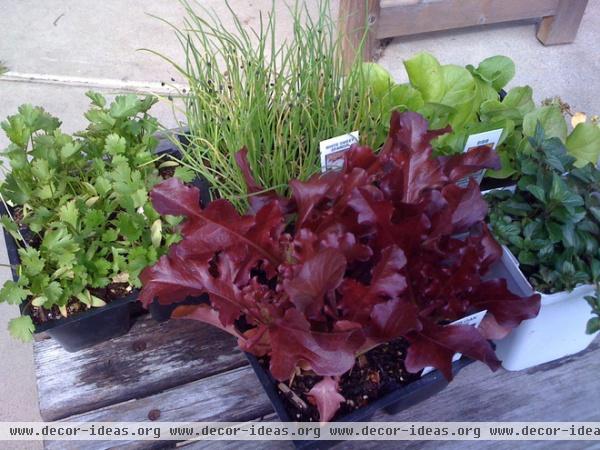 landscape Spring seedlings