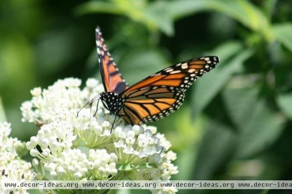 Be a Butterfly Savior — Garden for the Monarchs