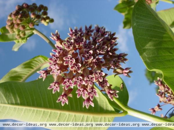 Be a Butterfly Savior — Garden for the Monarchs