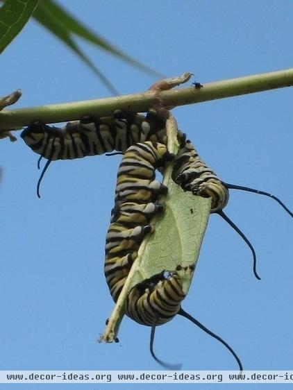 Be a Butterfly Savior — Garden for the Monarchs